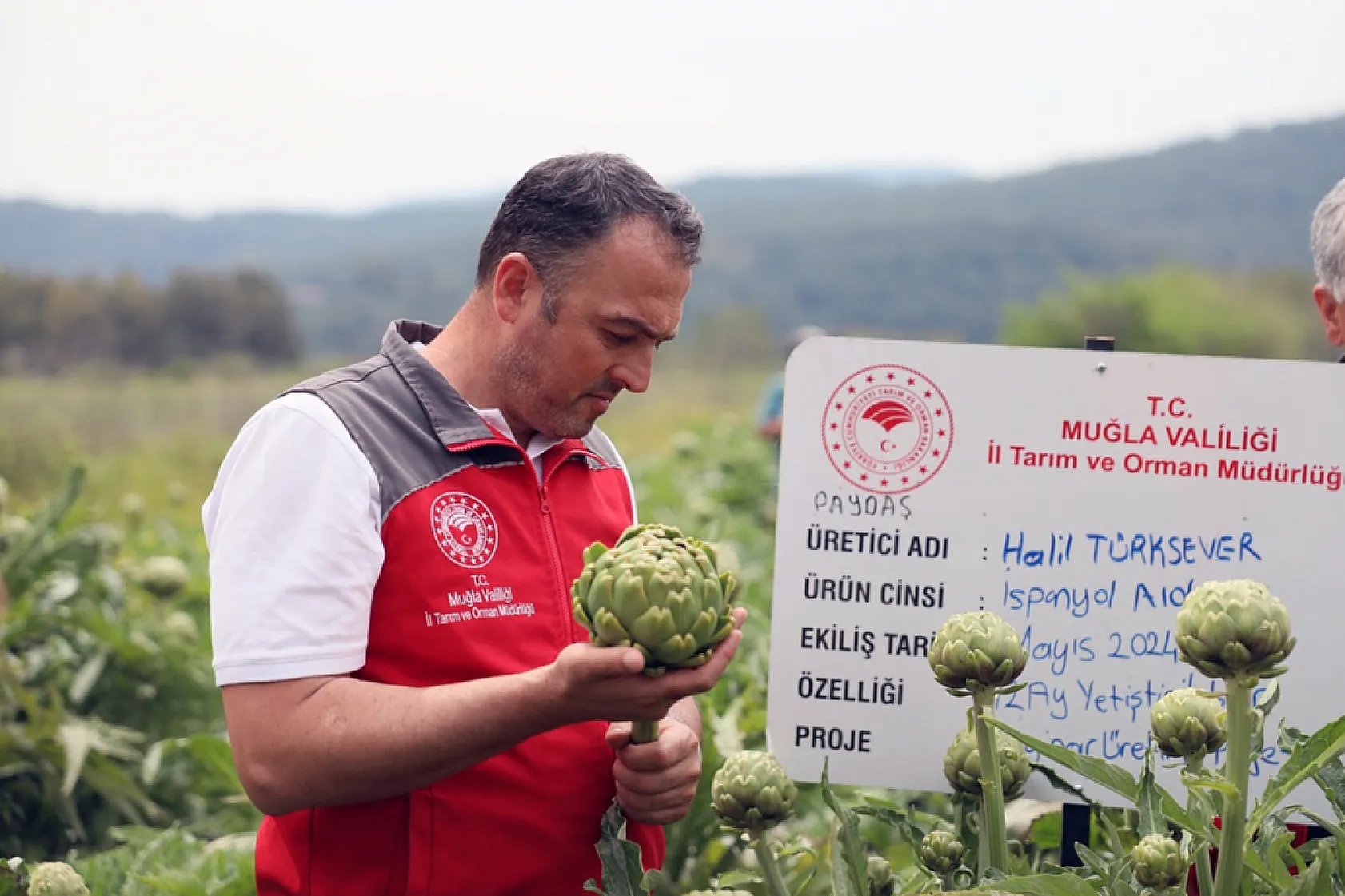 Muğla' da 'Hibrit Enginar Hasadı Tarla Günü' düzenlendi