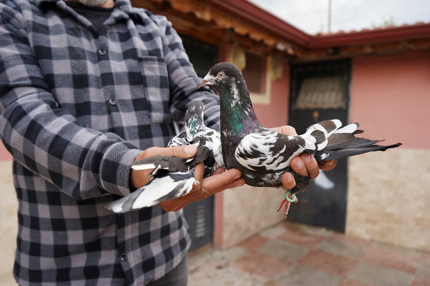 42 yıllık hobisi, profesyonel tesise dönüştü 'güvercin apartı' kurdu