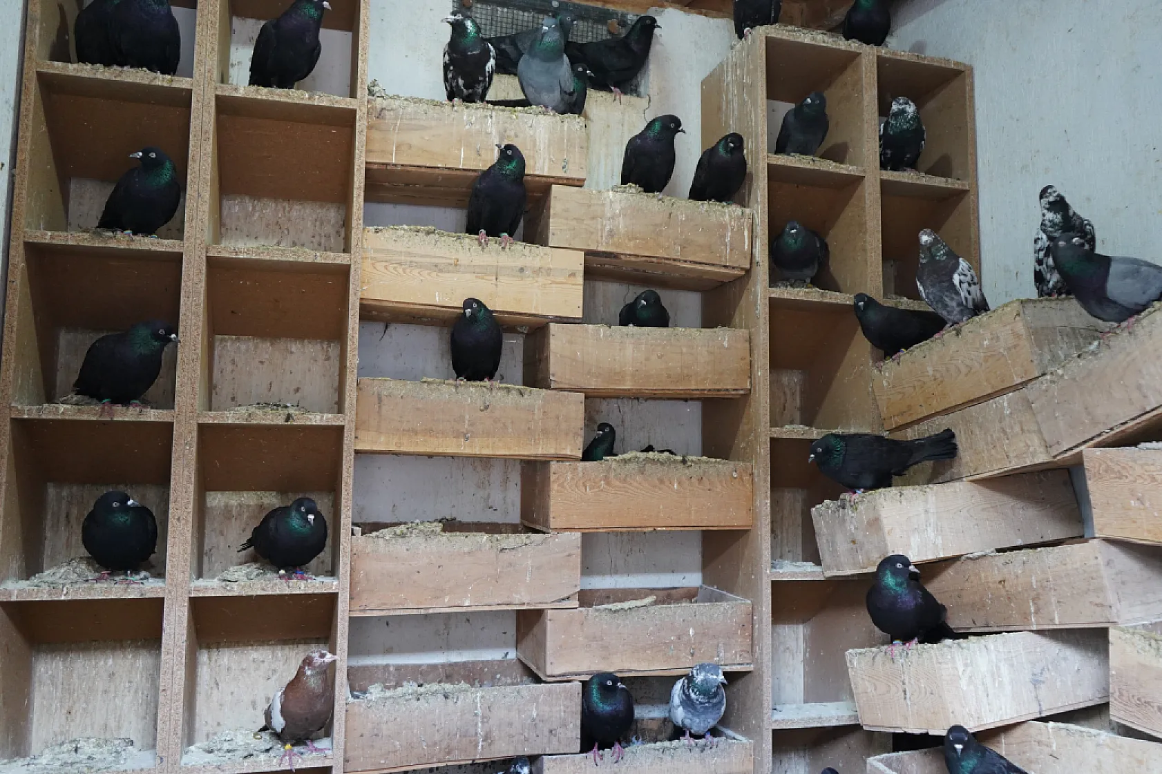 42 yıllık hobisi, profesyonel tesise dönüştü 'güvercin apartı' kurdu