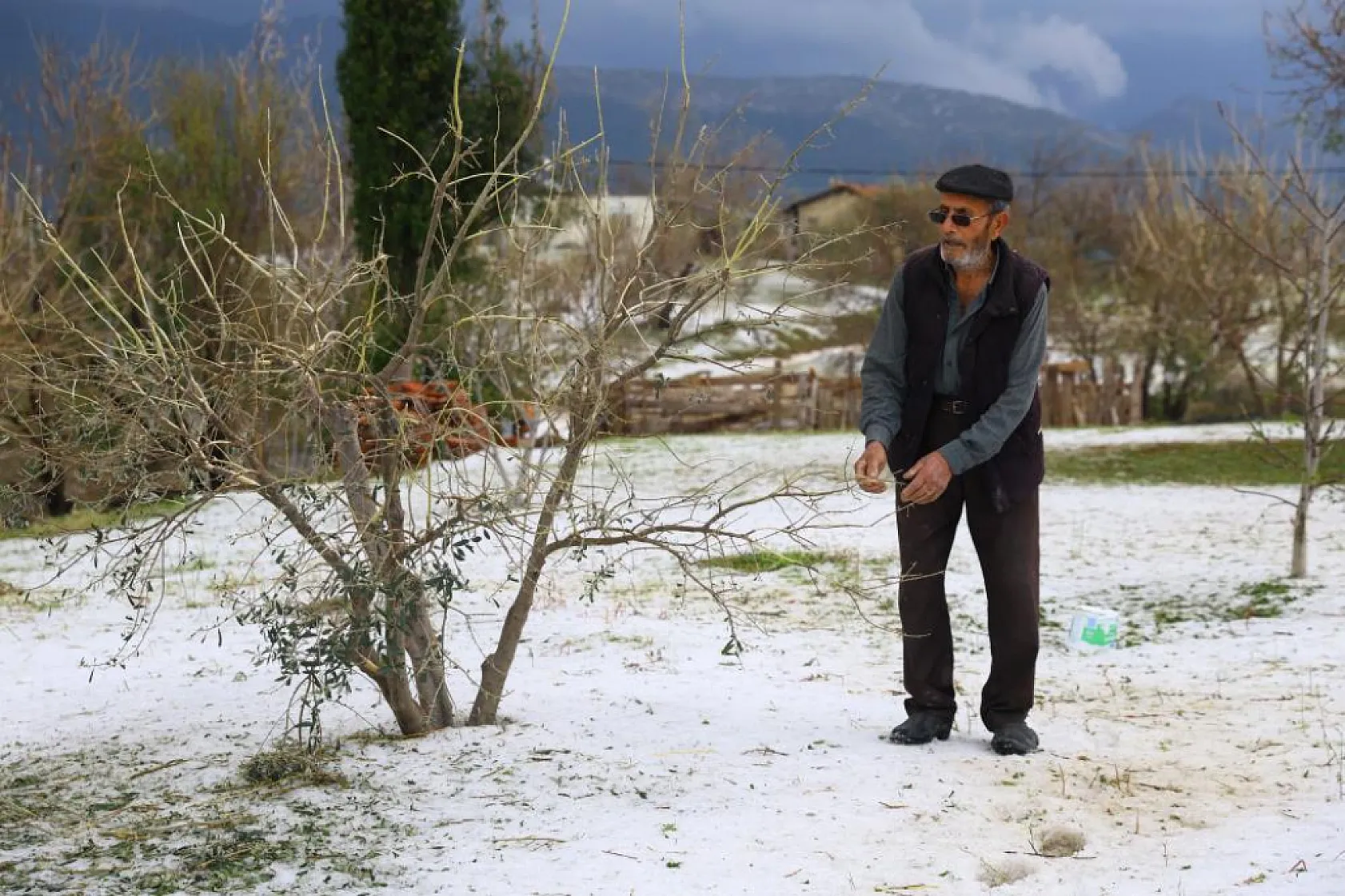 Tarım Felaketi! Zeytin Bahçeleri ve Seralar Doluya Teslim
