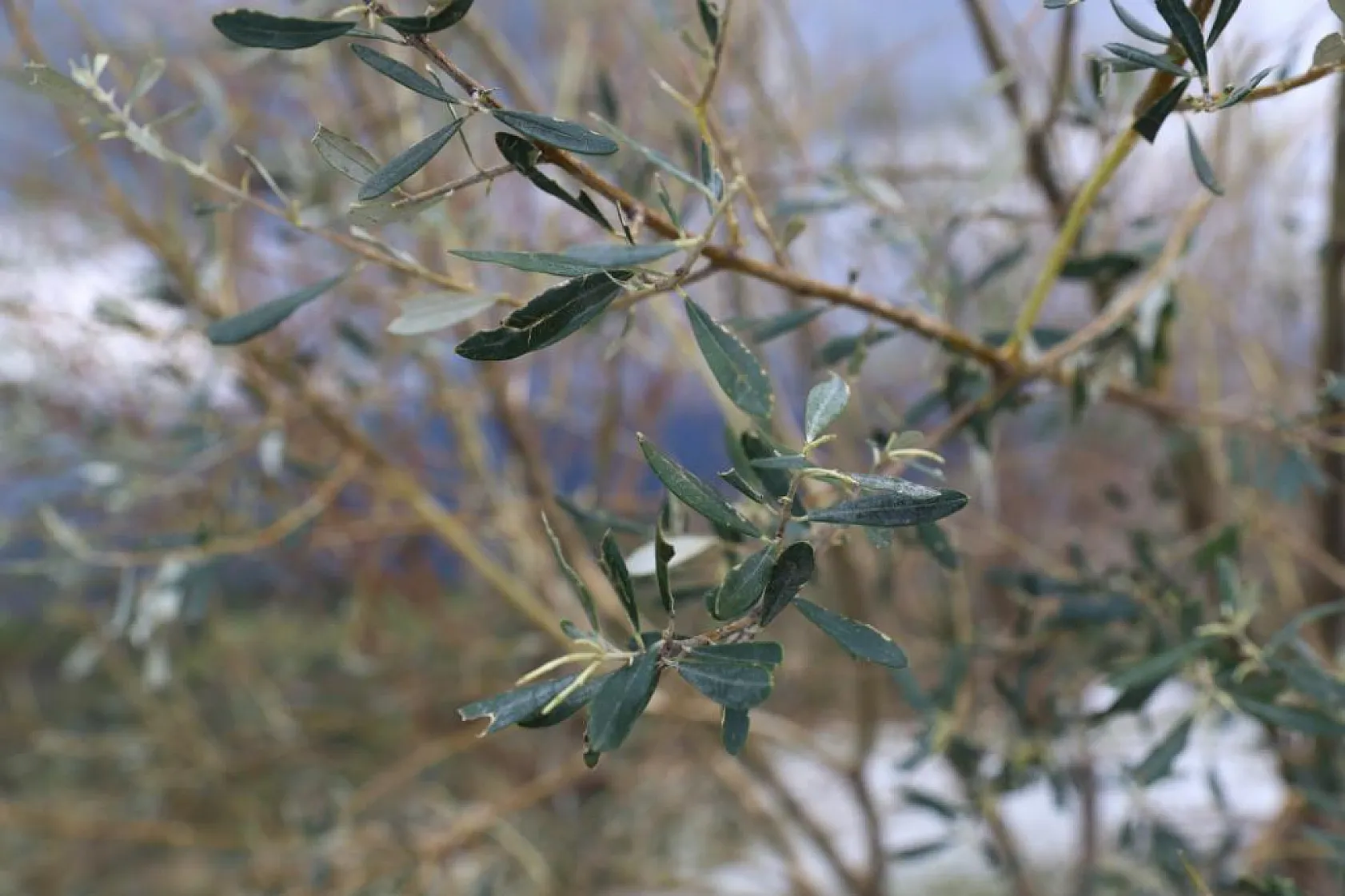 Tarım Felaketi! Zeytin Bahçeleri ve Seralar Doluya Teslim