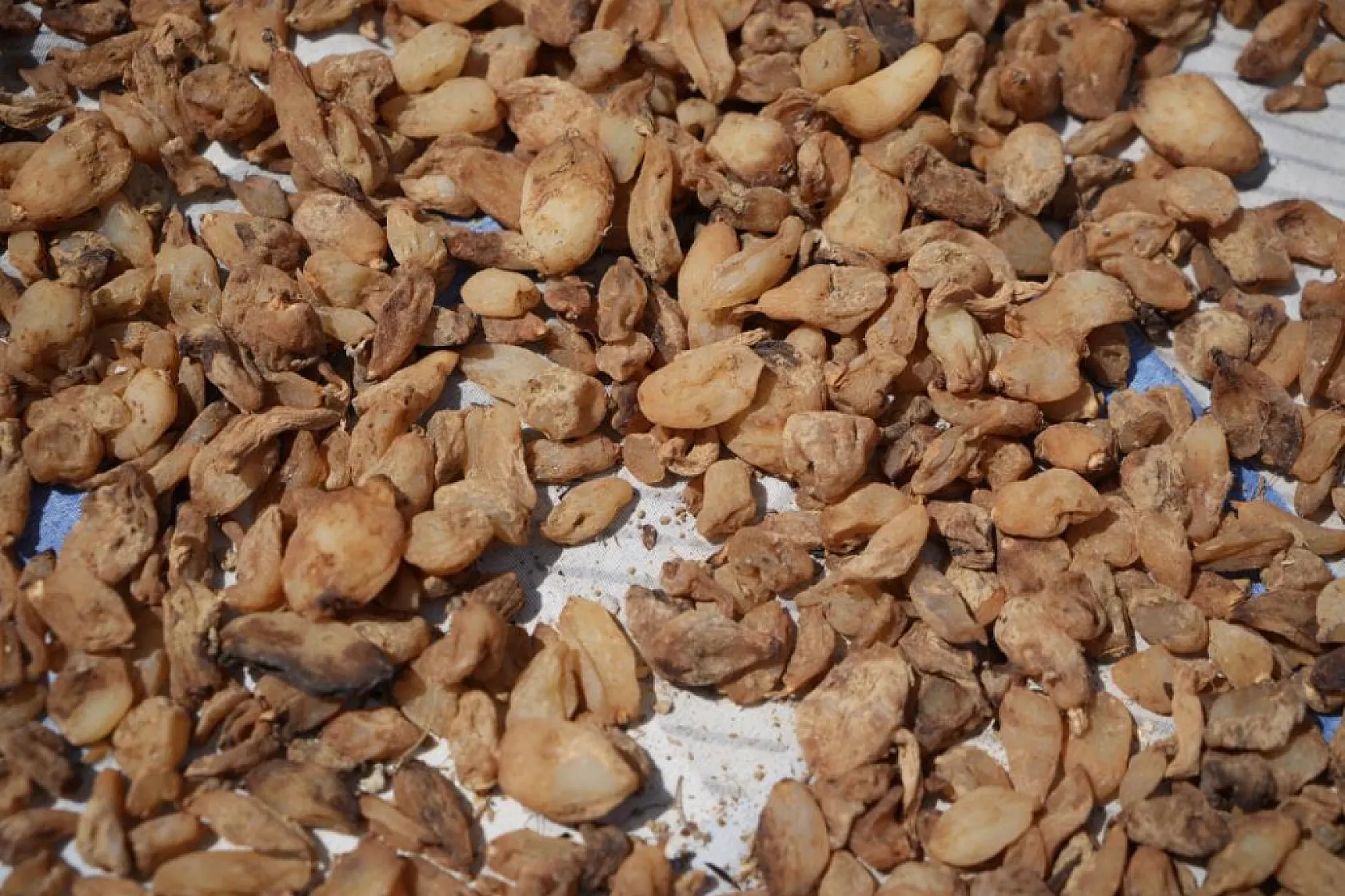 Fiyatı dudak uçuklatıyor: Bu bitki kilosu 3 bin TL'den satılıyor