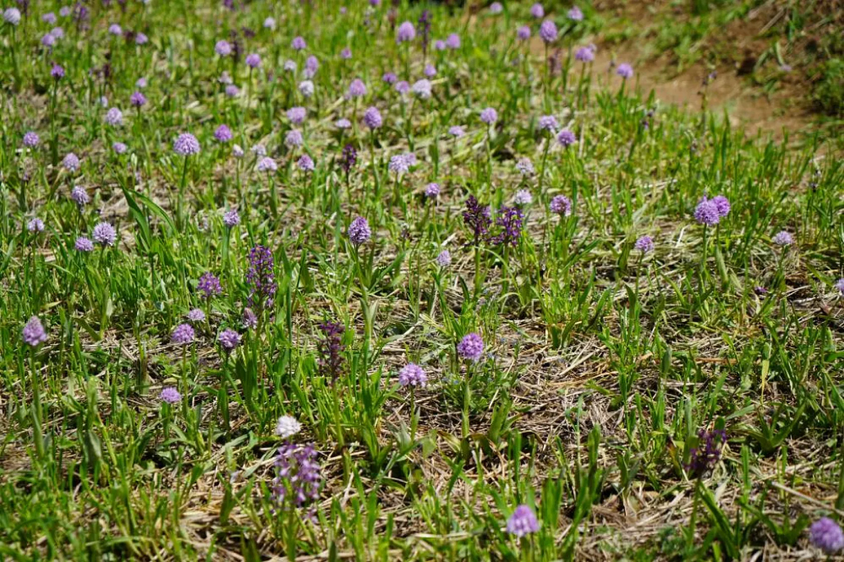 Fiyatı dudak uçuklatıyor: Bu bitki kilosu 3 bin TL'den satılıyor