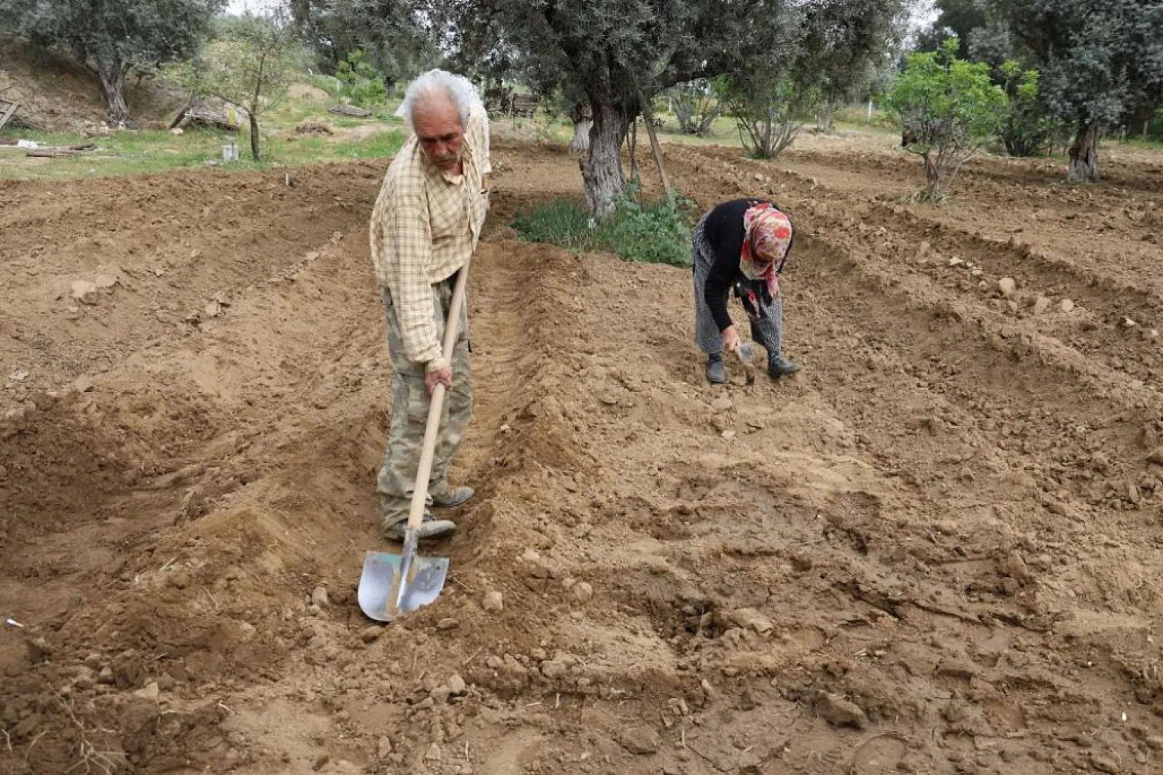 'Kahveye gitmem, toprağa giderim!' diyen dede sosyal medyada gündem