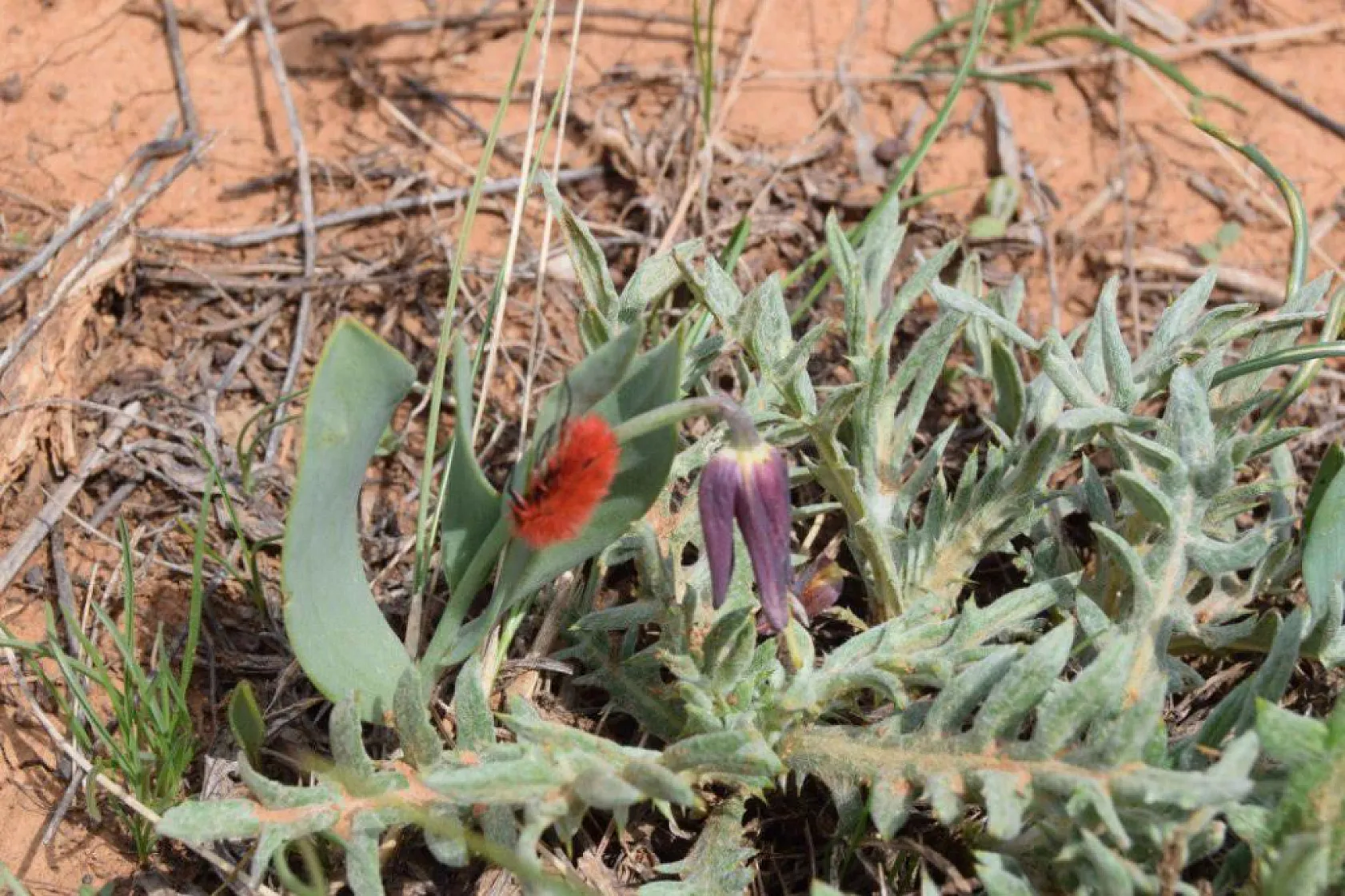 Dünyada sadece bu bölgede görülüyor: İki endemik tür aynı karede