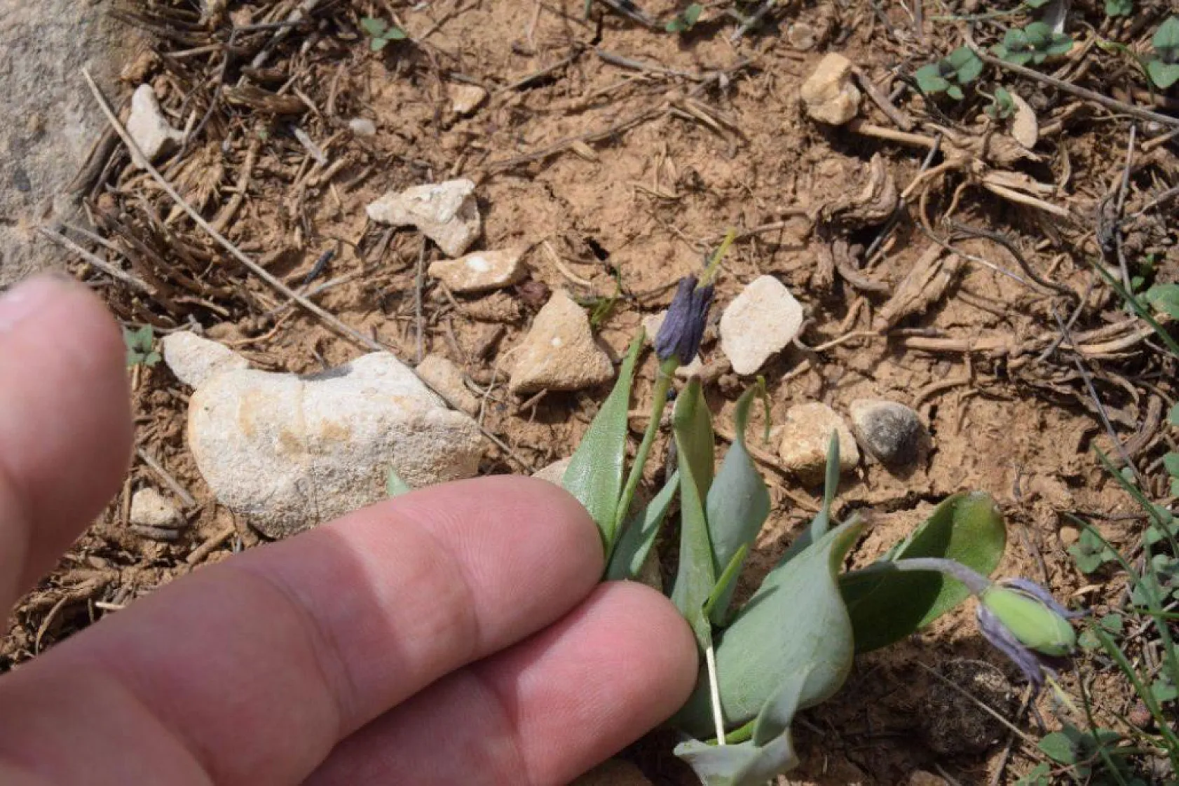Dünyada sadece bu bölgede görülüyor: İki endemik tür aynı karede