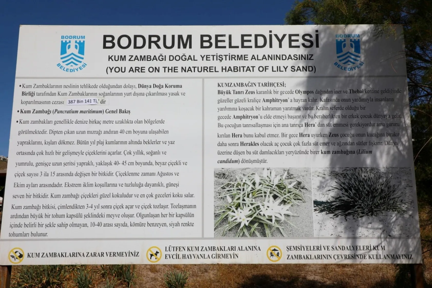 Muğla'da bu çiçeği koparmanın cezası 387 bin TL