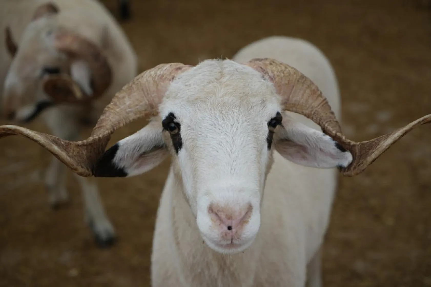 Uzmandan Çok Konuşulacak Tavsiye: O Etleri Asla Böyle Saklamayın!