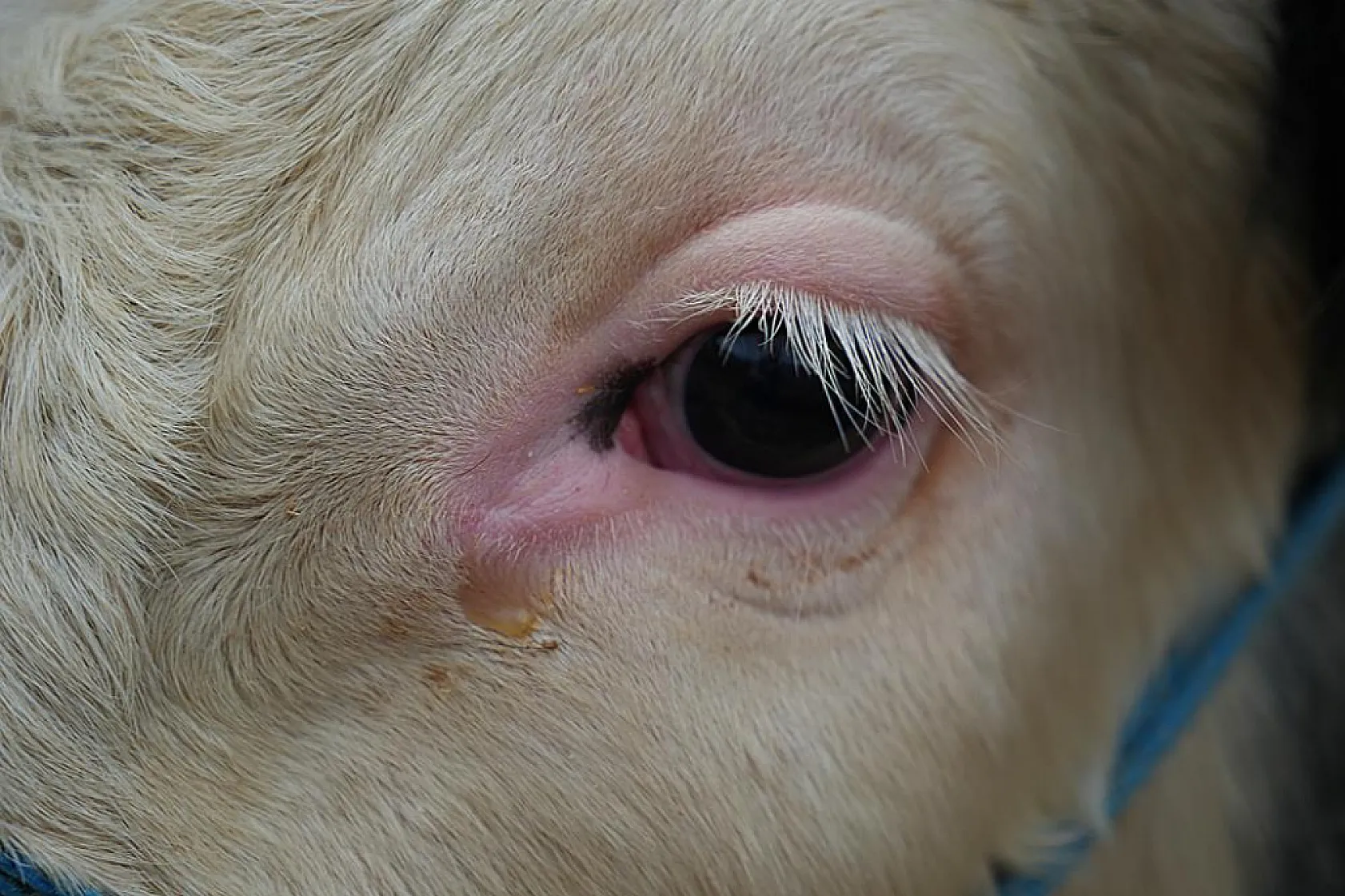 Uzmandan Çok Konuşulacak Tavsiye: O Etleri Asla Böyle Saklamayın!