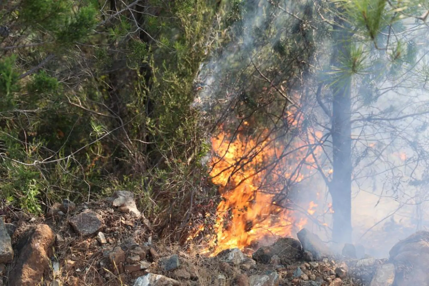 Marmaris'te ateş savaşçıları alevlere geçit vermedi