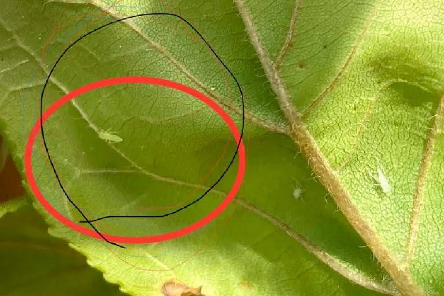 Üreticilere 'Fidan dip kurdu' uyarısı