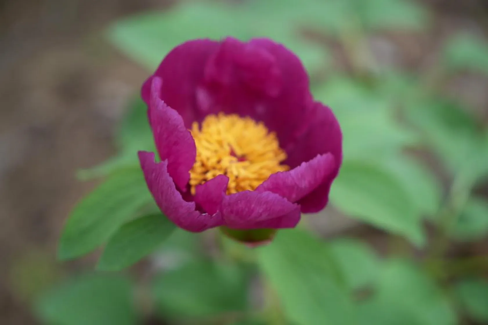 Gören hayran kalıyor ama koparmak yasak: Cezası dudak uçuklatıyor
