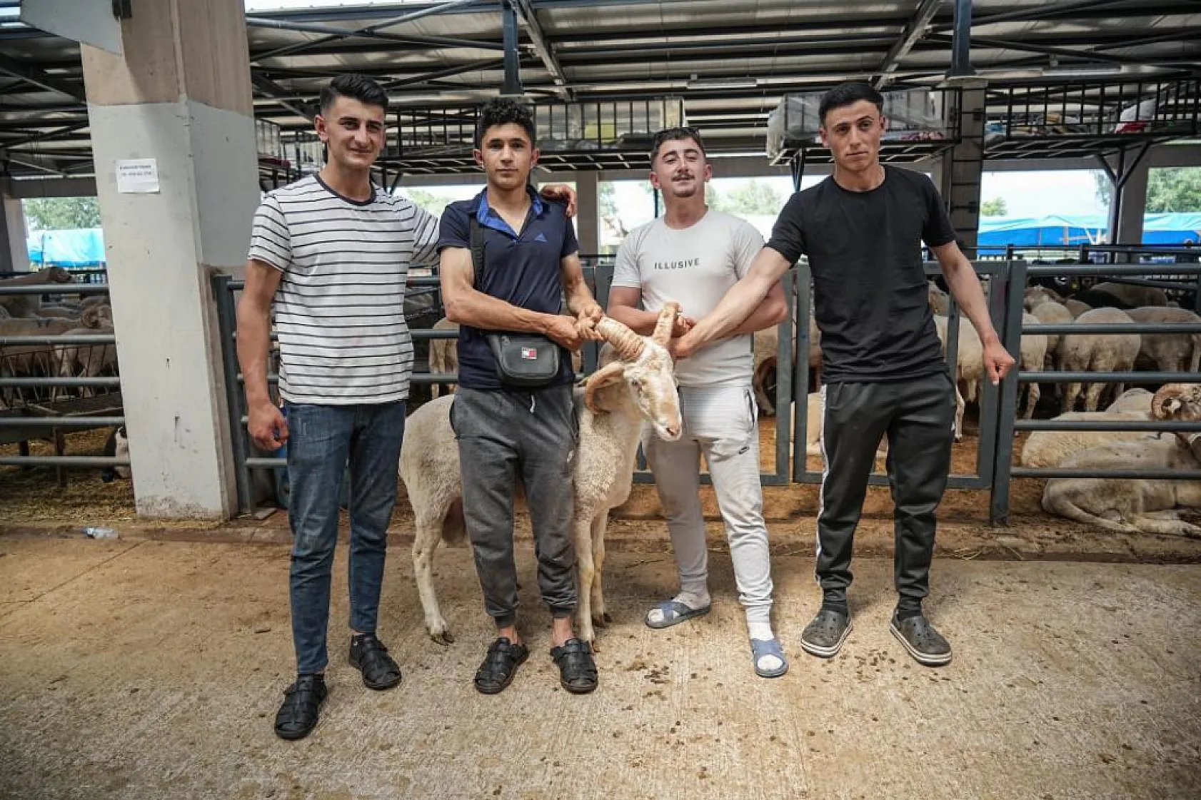 Dört Boynuzlu Koç Sosyal Medyanın Yeni Gözdesi Oldu!