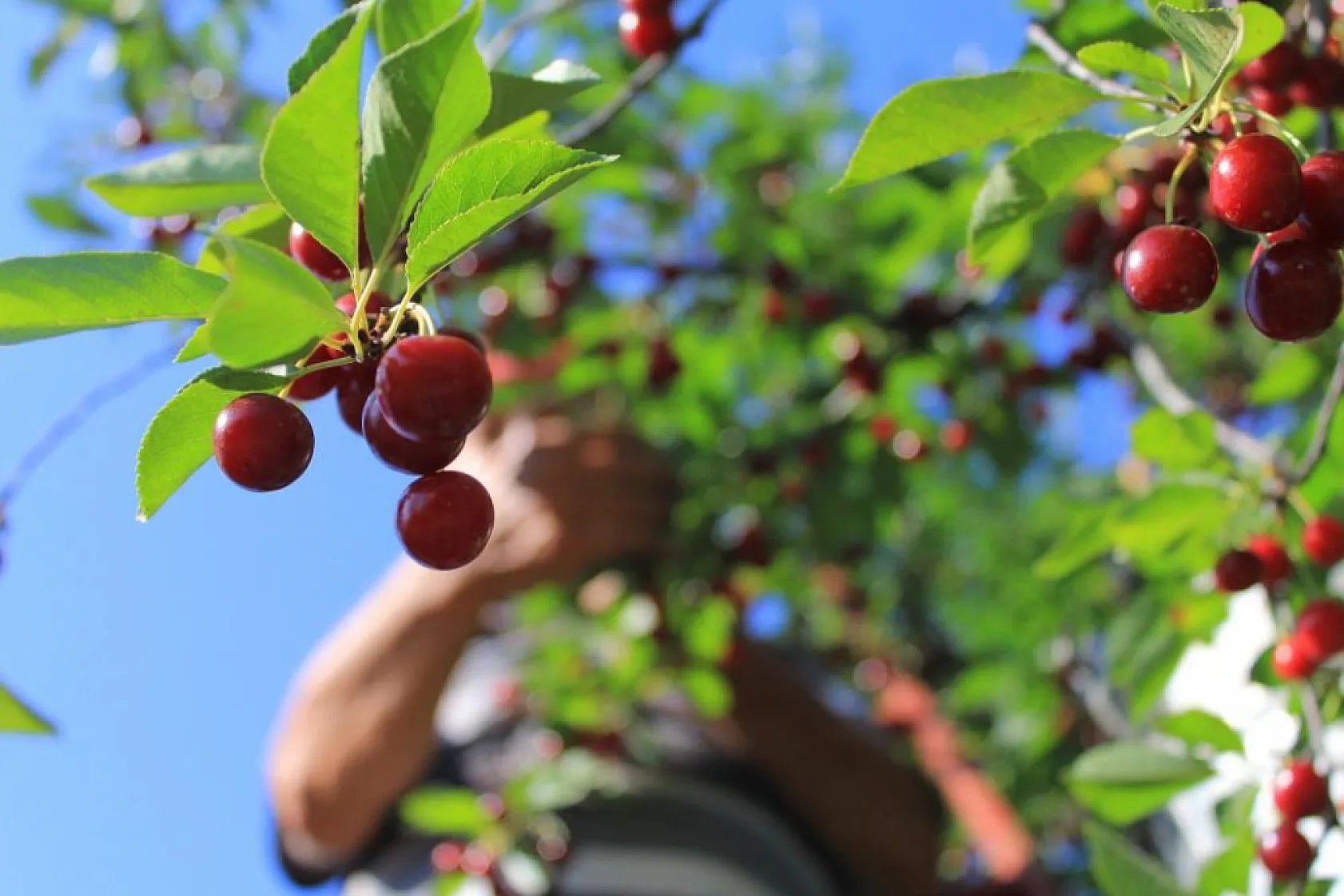 Meyvedeki düşüş tarım işçilerini de kara kara düşündürüyor