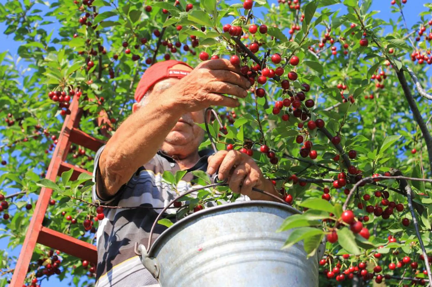 Meyvedeki düşüş tarım işçilerini de kara kara düşündürüyor