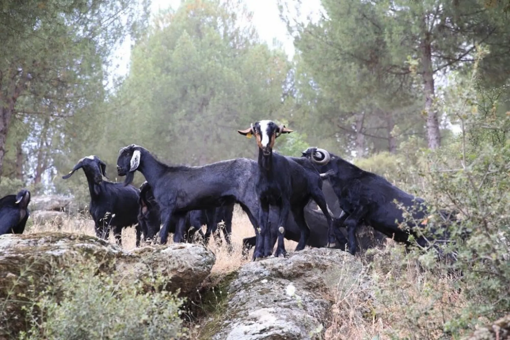 Ege'de Azalan Çobanlık Orman Yangınlarını Artırıyor