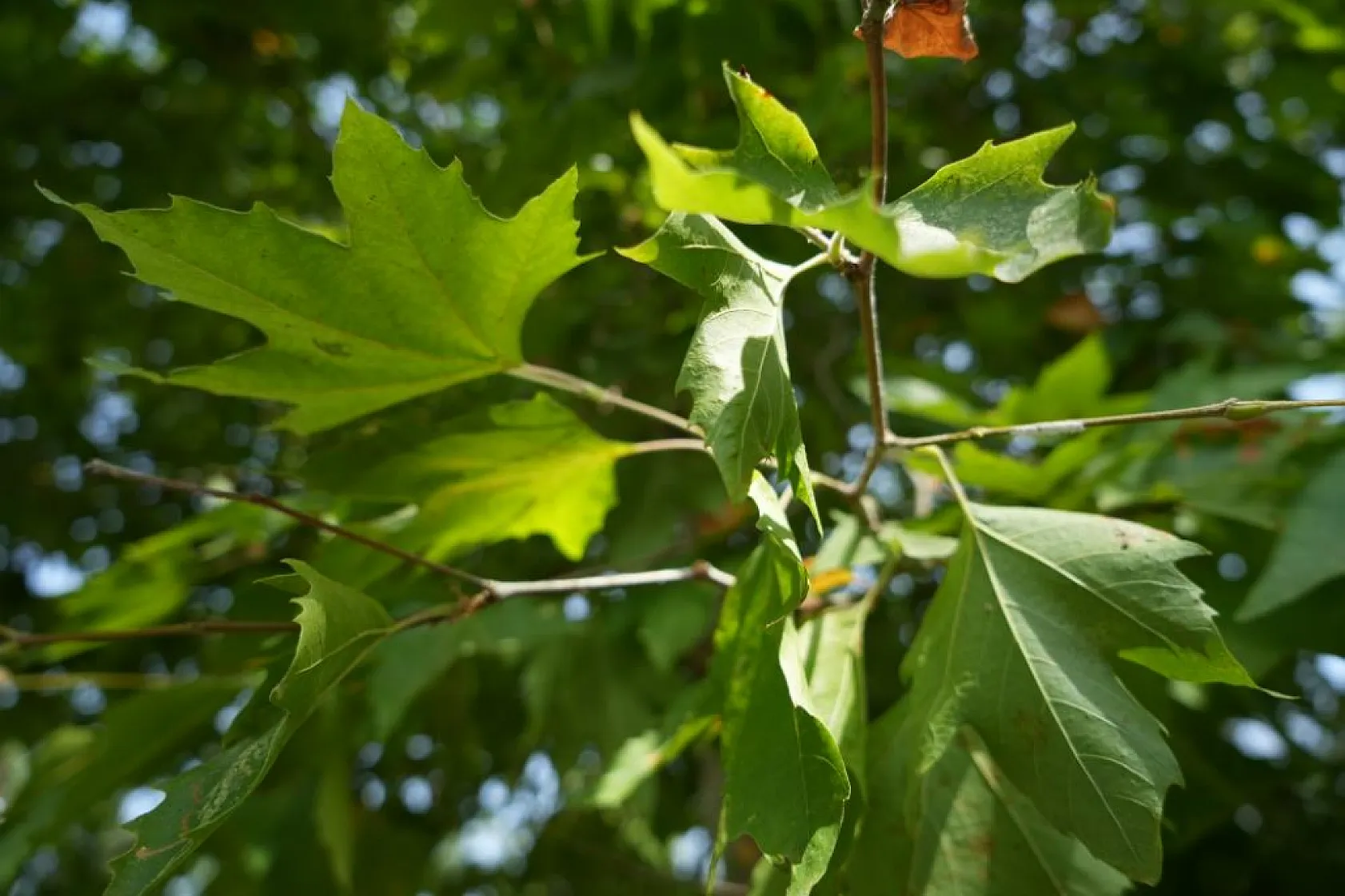 Uzman isim orman yangınlarıyla nasıl mücadele edilmesi gerektiğini anlattı