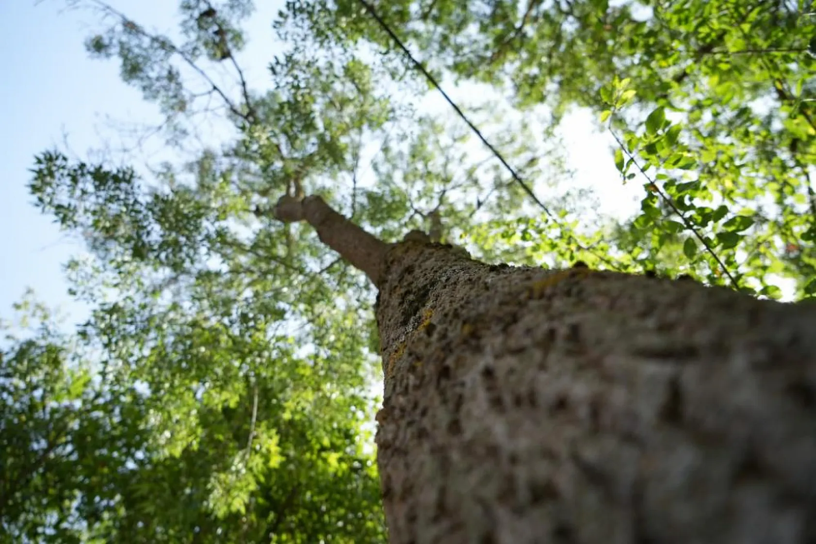Uzman isim orman yangınlarıyla nasıl mücadele edilmesi gerektiğini anlattı