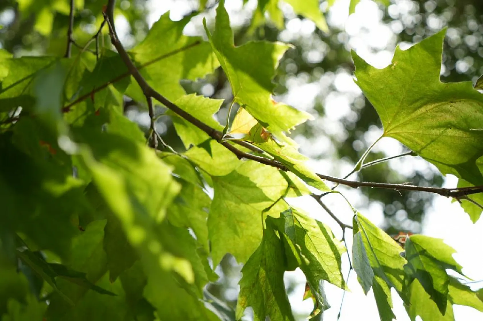 Uzman isim orman yangınlarıyla nasıl mücadele edilmesi gerektiğini anlattı