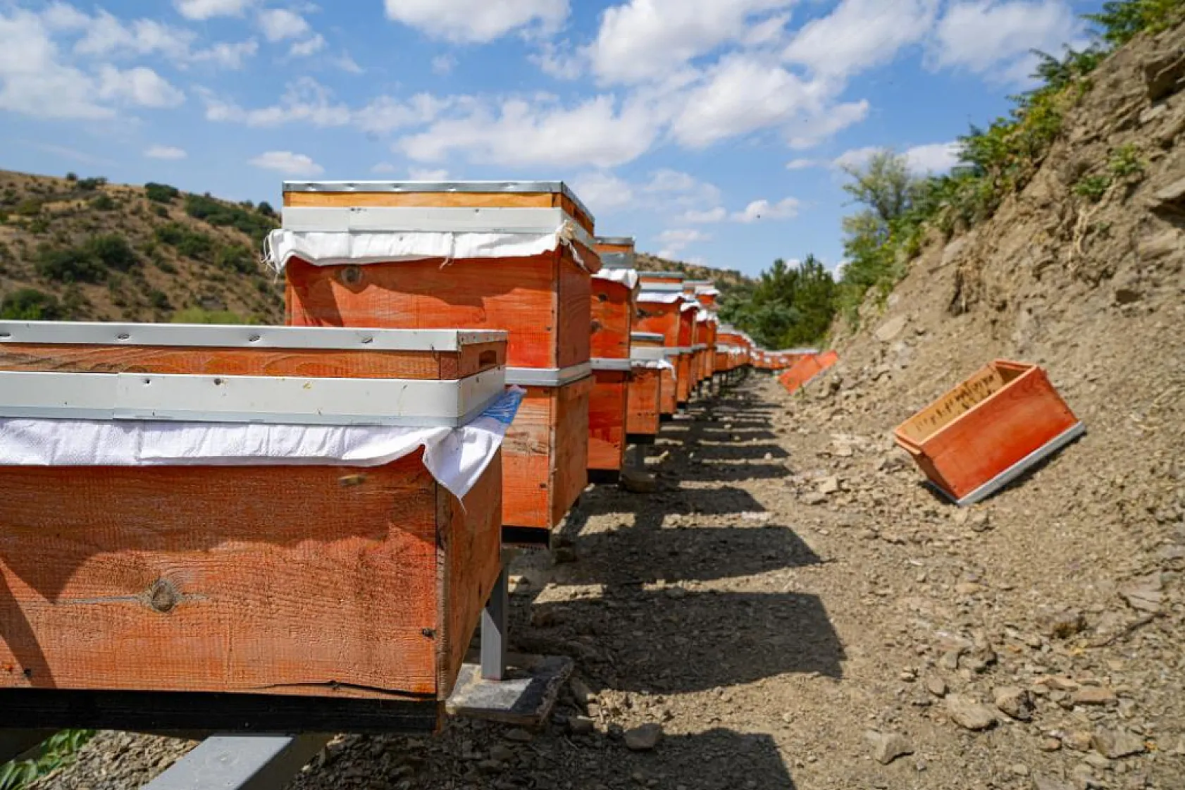 Genç Arıcı Yılda 2 Ton Bal Üretiyor