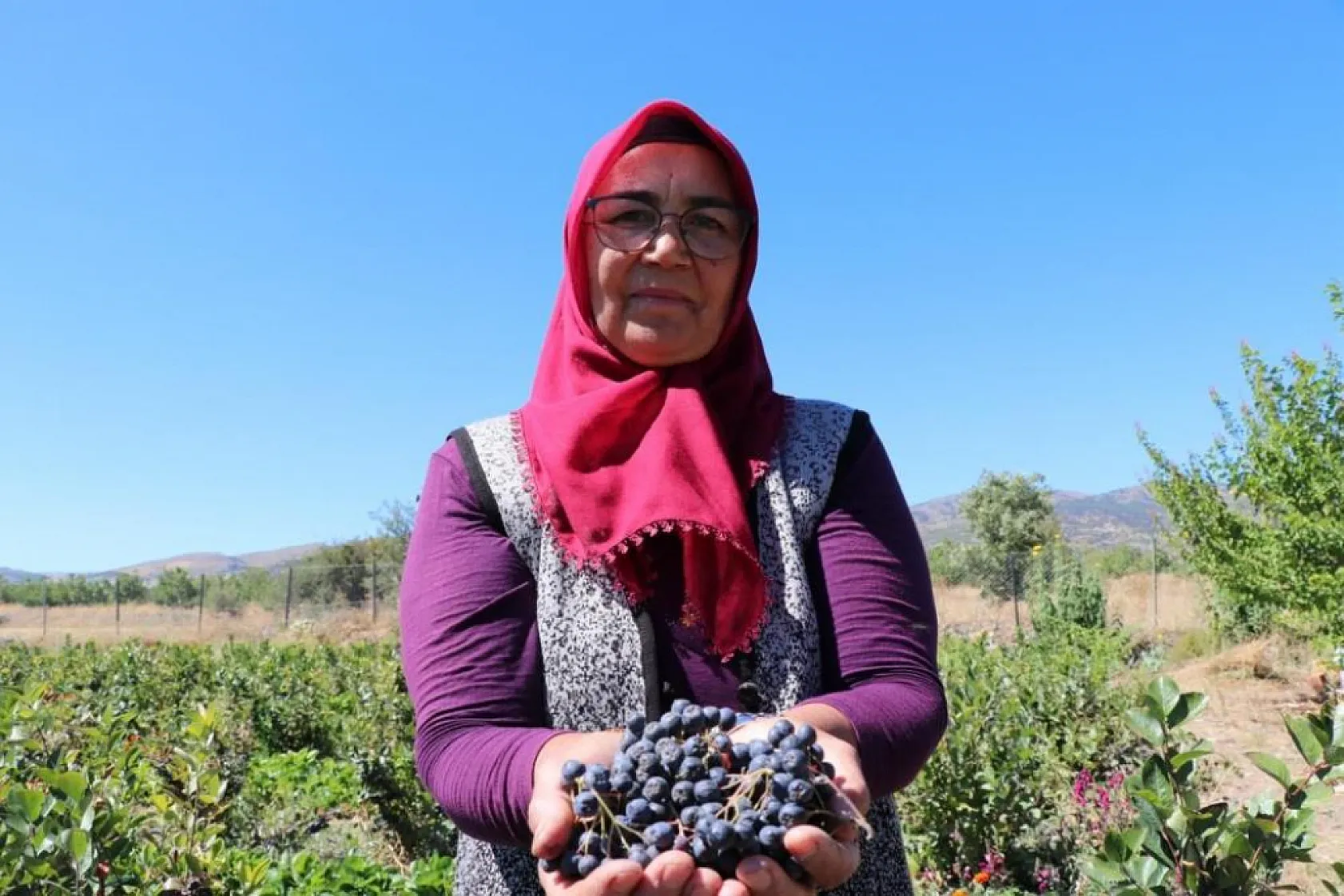 Kalbine Şifa Buldu, 1200 Fidan Aronya Bahçesi Kurdu