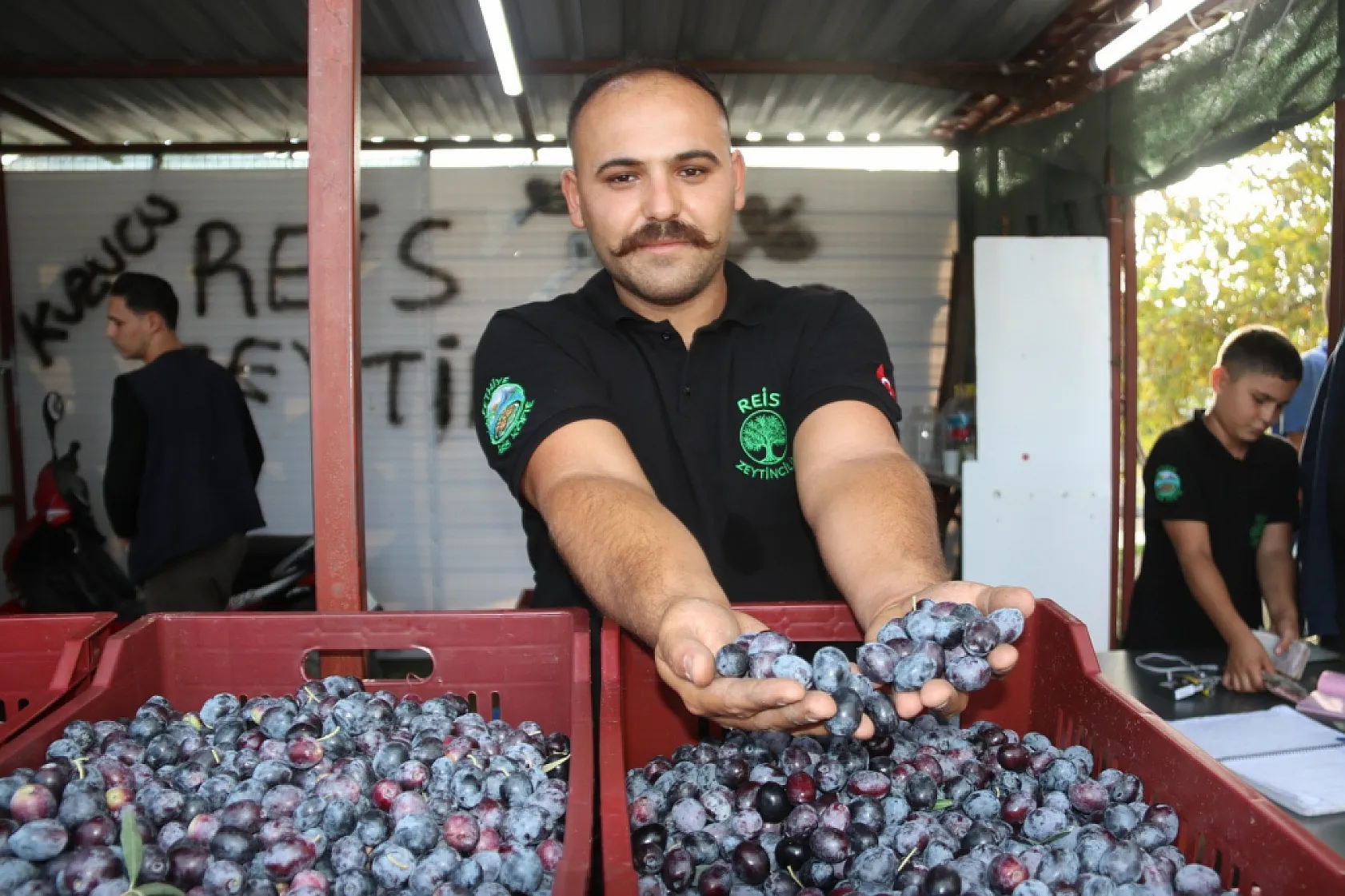 Fethiye'de zeytin hasadı başladı