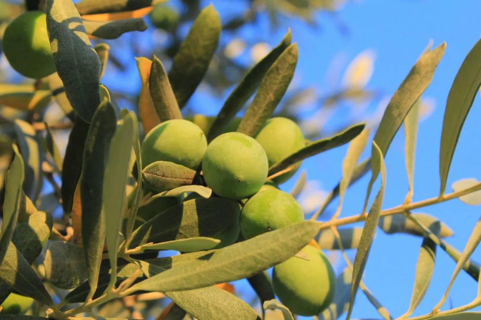 Uzmandan Tüketicilere Zeytin Uyarısı: Bombajlı Ürünlerden Uzak Durun