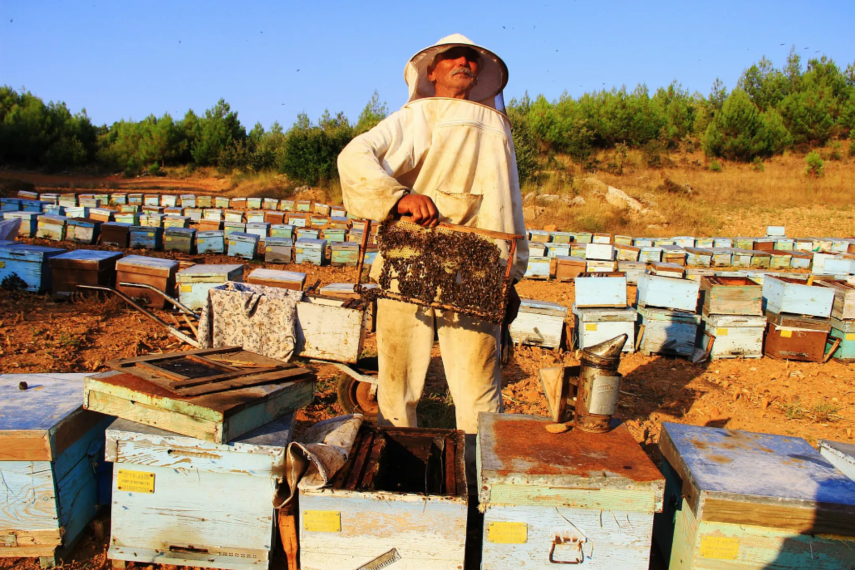 Muğla'nın Çam Balı Küresel Pazarda Üst Sıraları Hedefliyor