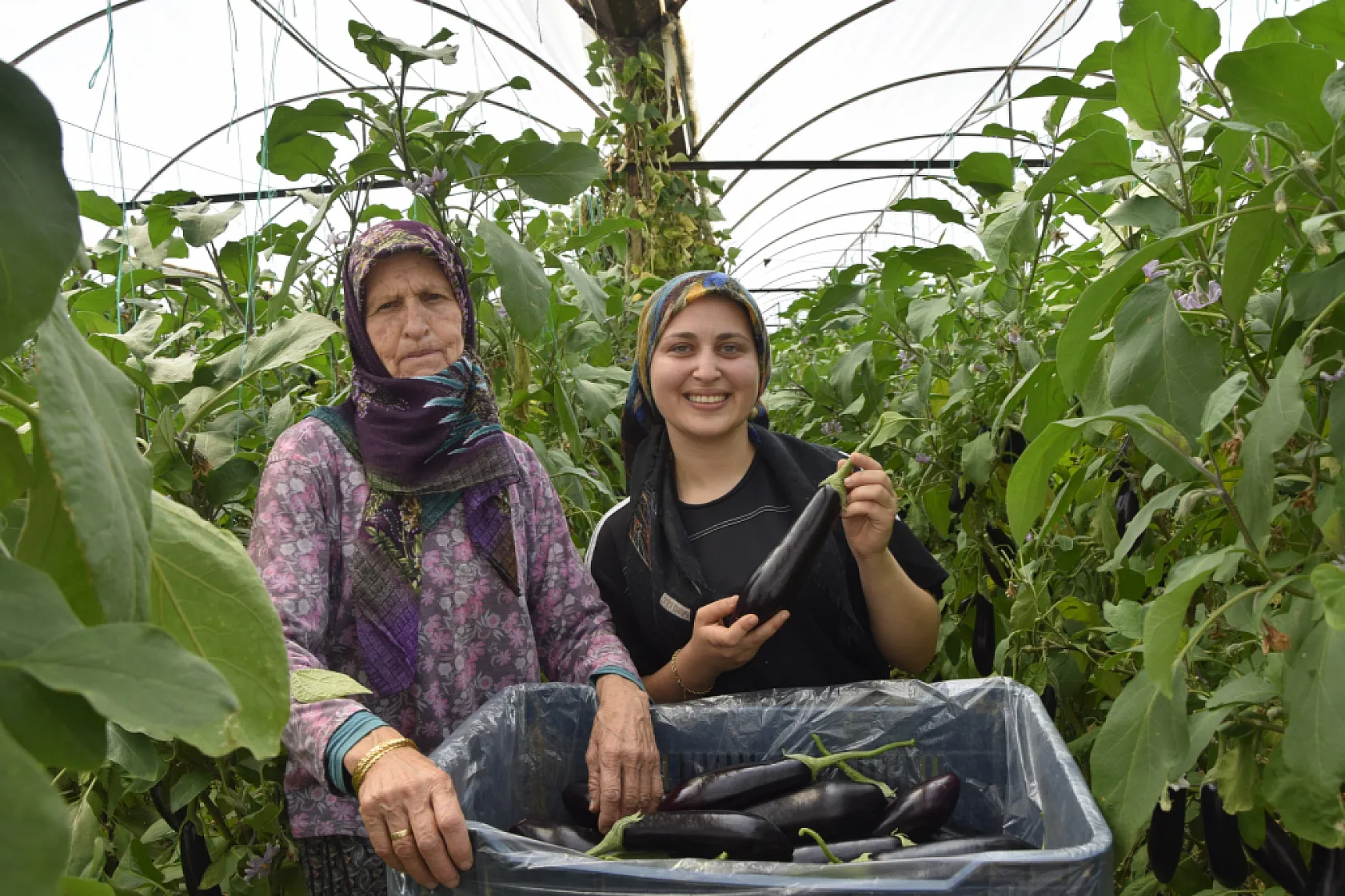 Üç kuşak kadın serada: Nineden toruna hem üretime hem aile ekonomisine katkı sağlıyorlar