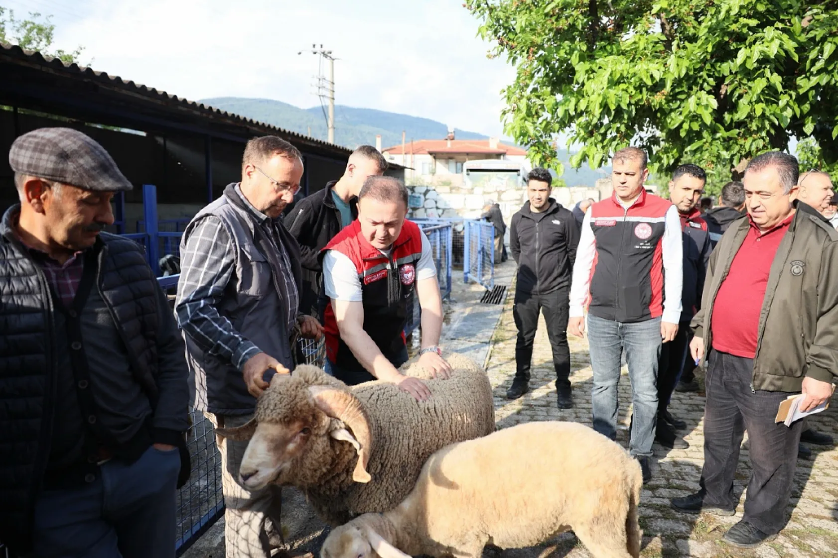 Muğla'da Kurban pazarlarında sıkı denetim