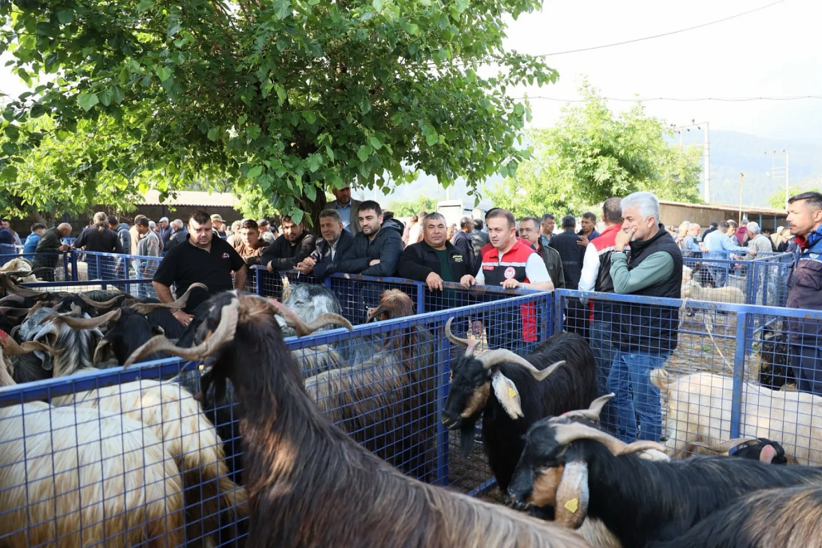 Muğla'da Kurban pazarlarında sıkı denetim