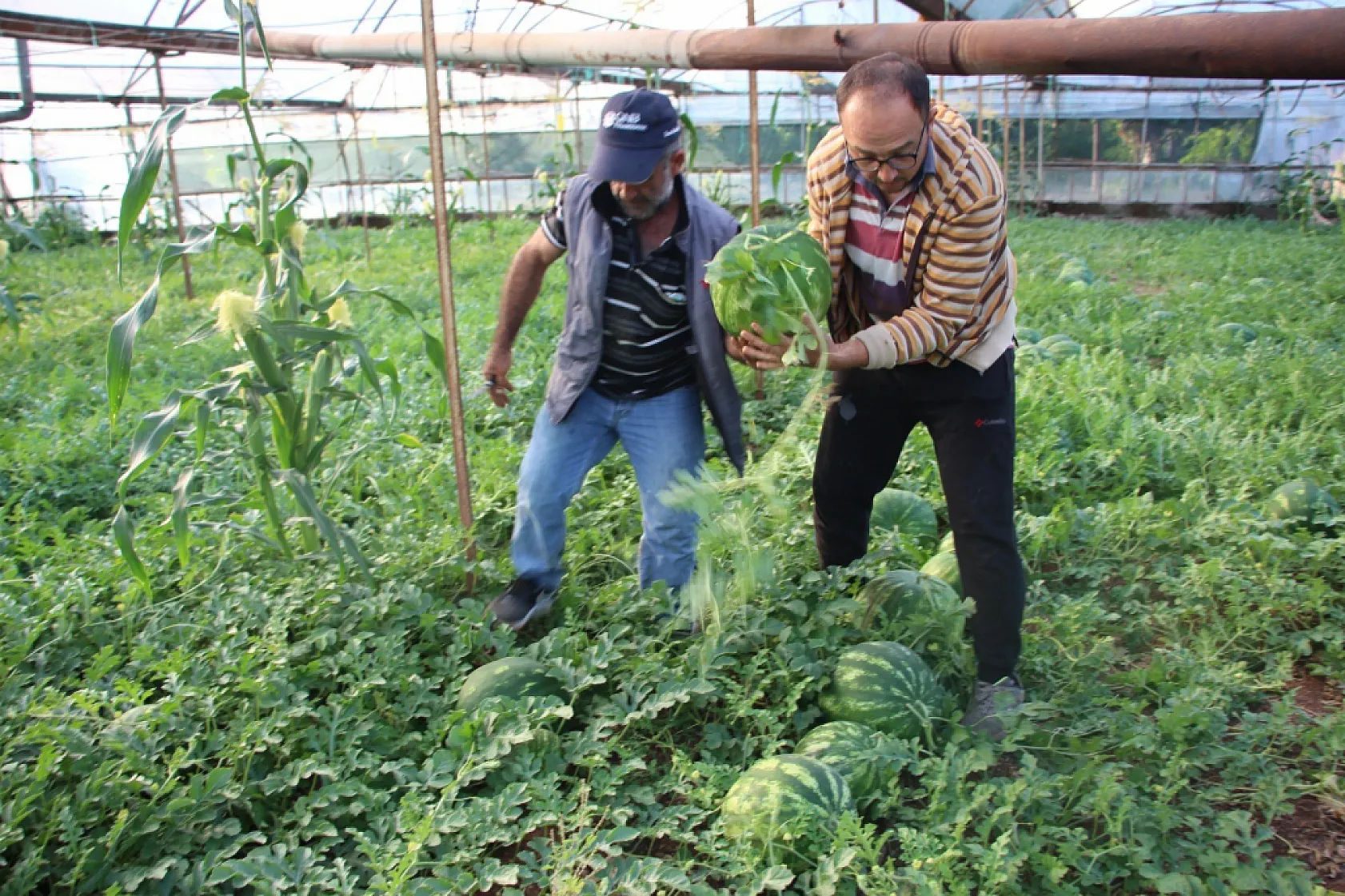 Çekirdek karpuzun hasadı başladı: 3 ayda hasat ediliyor, 1 ayda tükeniyor