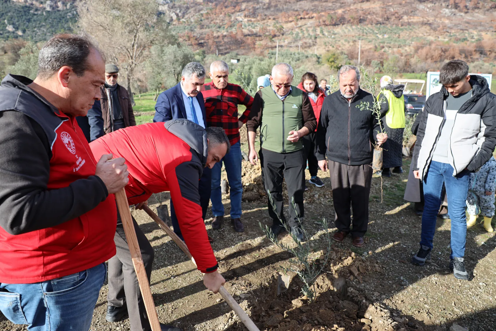 Muğla'da Yangından Zarar Gören Alanlara Zeytin Fidanı Umudu