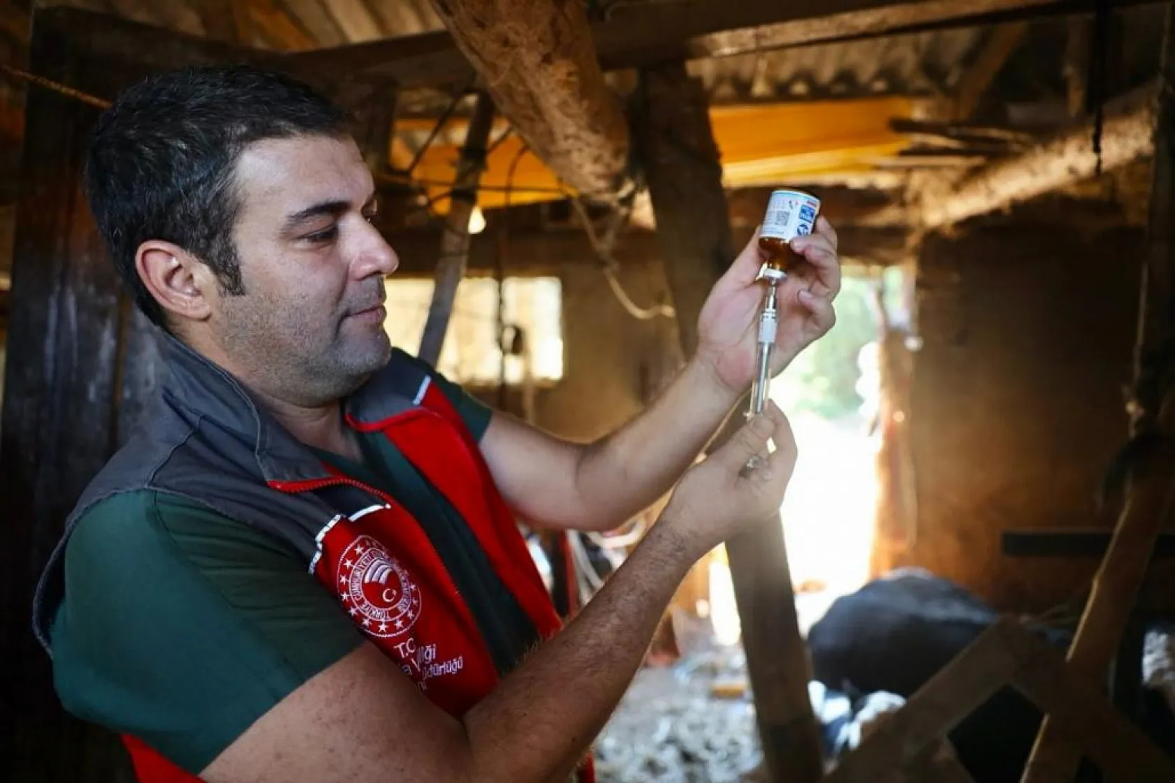 Muğla'da şap hastalığıyla mücadele hız kesmiyor