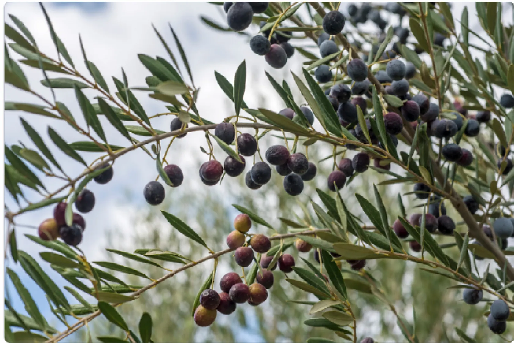 Hasat sonrası zeytin ağaçlarını budamayın gübre atmayın
