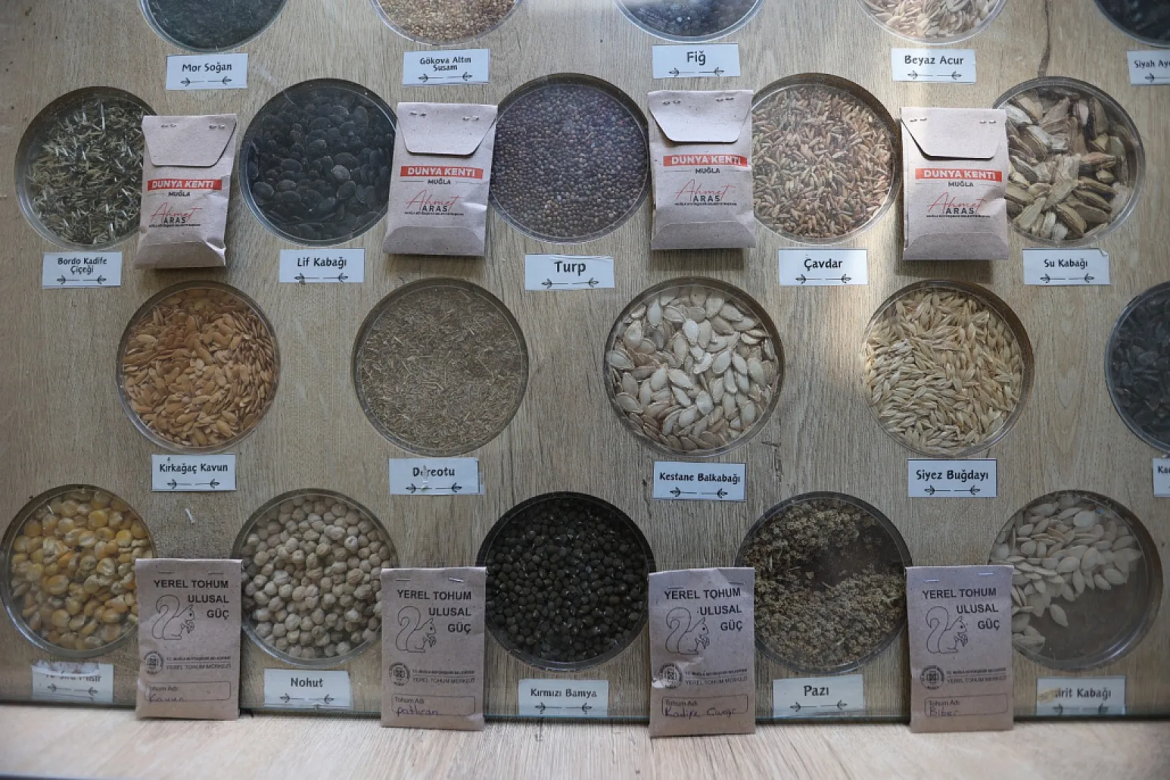 Muğla'nın Ata Tohumları Ülke Toprakları ile Buluşmaya Devam Ediyor