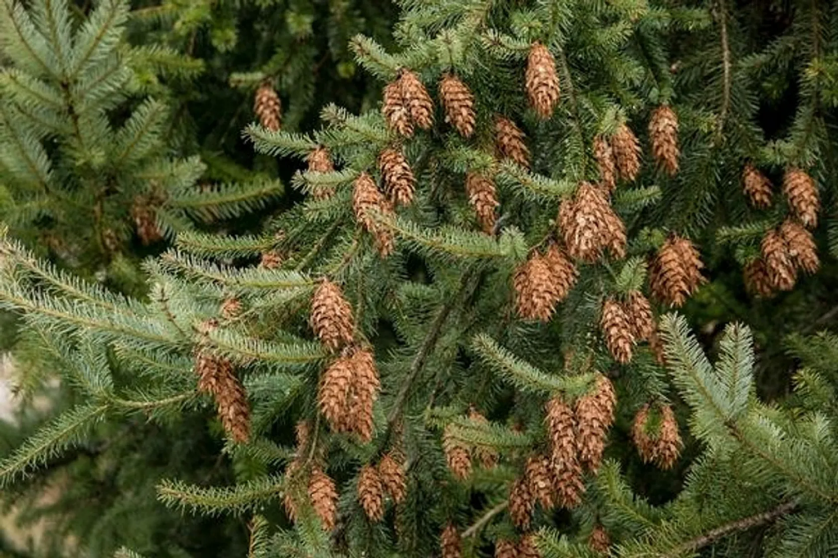 Akciğerinde Köknar Ağacı Büyüyen Adam Tıp Dünyasını Şaşkına Çevirdi