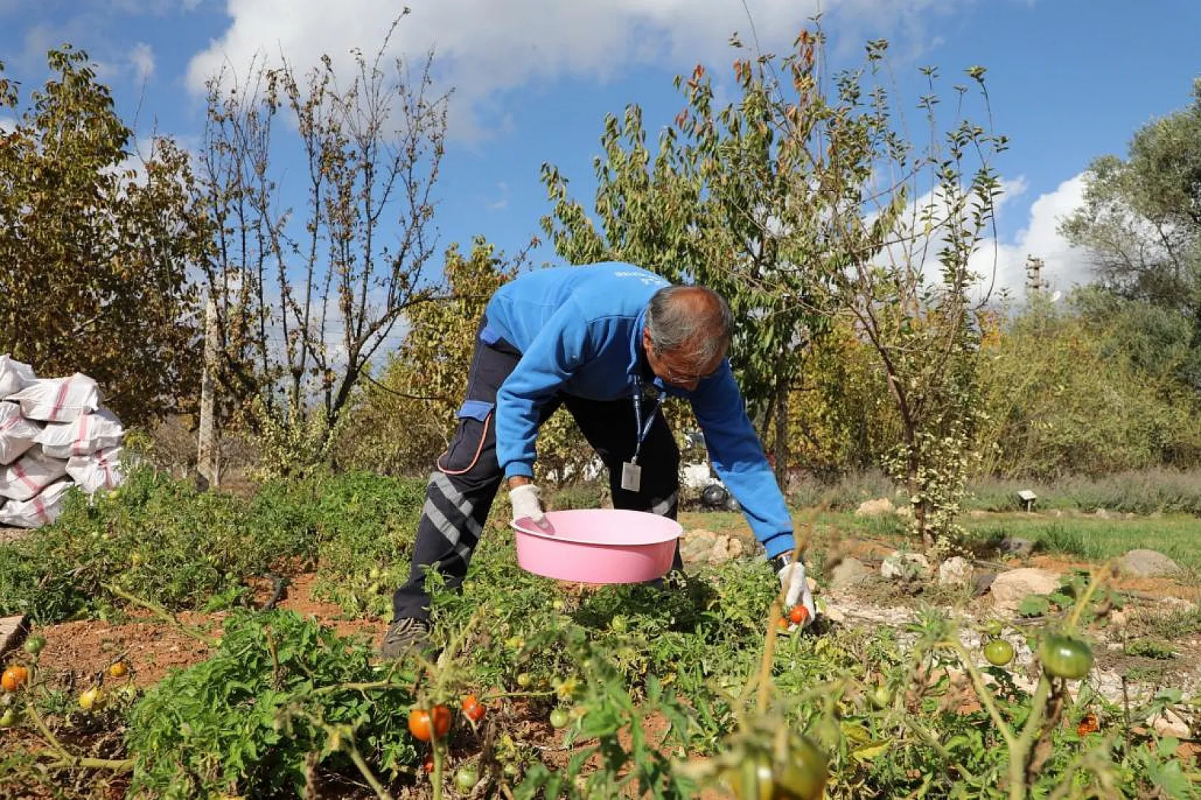 1 Milyon Yerel Tohum Dağıtılacak