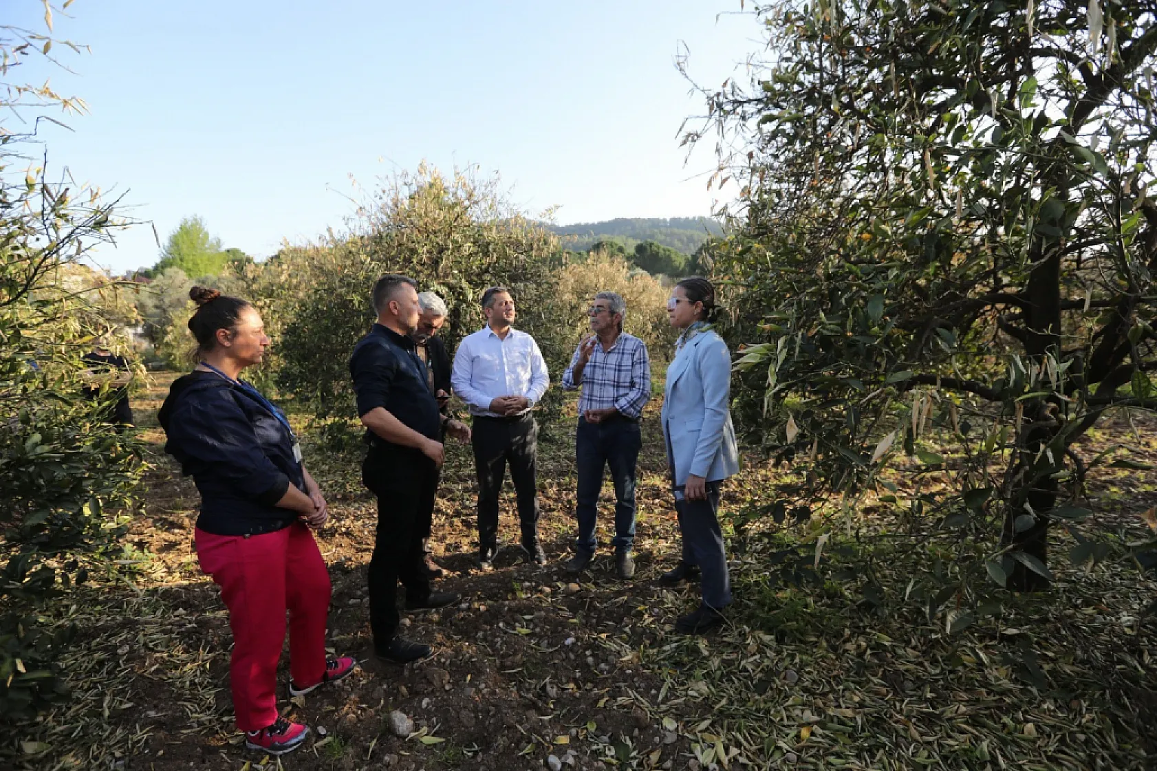 Muğla'da don zararını azaltmak için narenciye üreticilerine gübre dağıtıldı