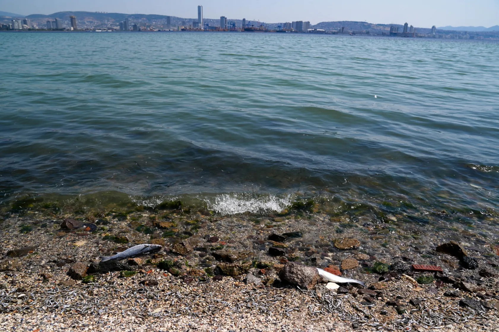 İzmir Körfezi'ndeki Balık Ölümleriyle İlgili İnceleme Başlatıldı