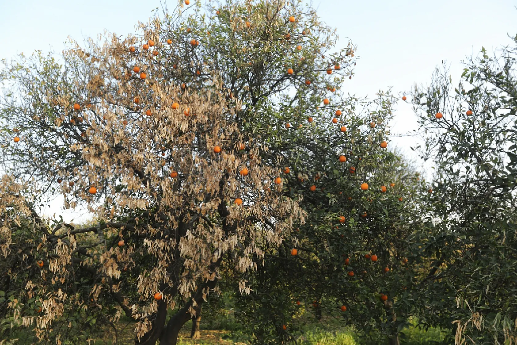 Muğla Büyükşehir'den dondan zarar gören üreticilere destek