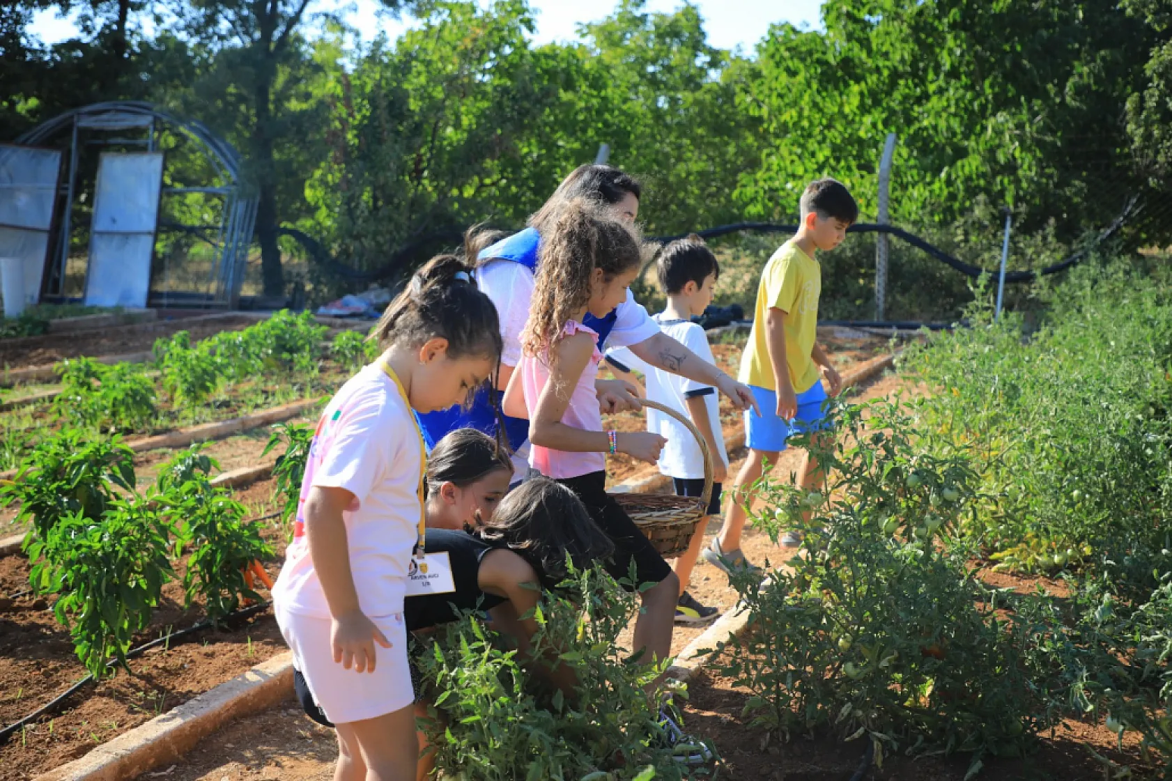 Muğla'da Minik Eller Hasat Sevinci Yaşadı
