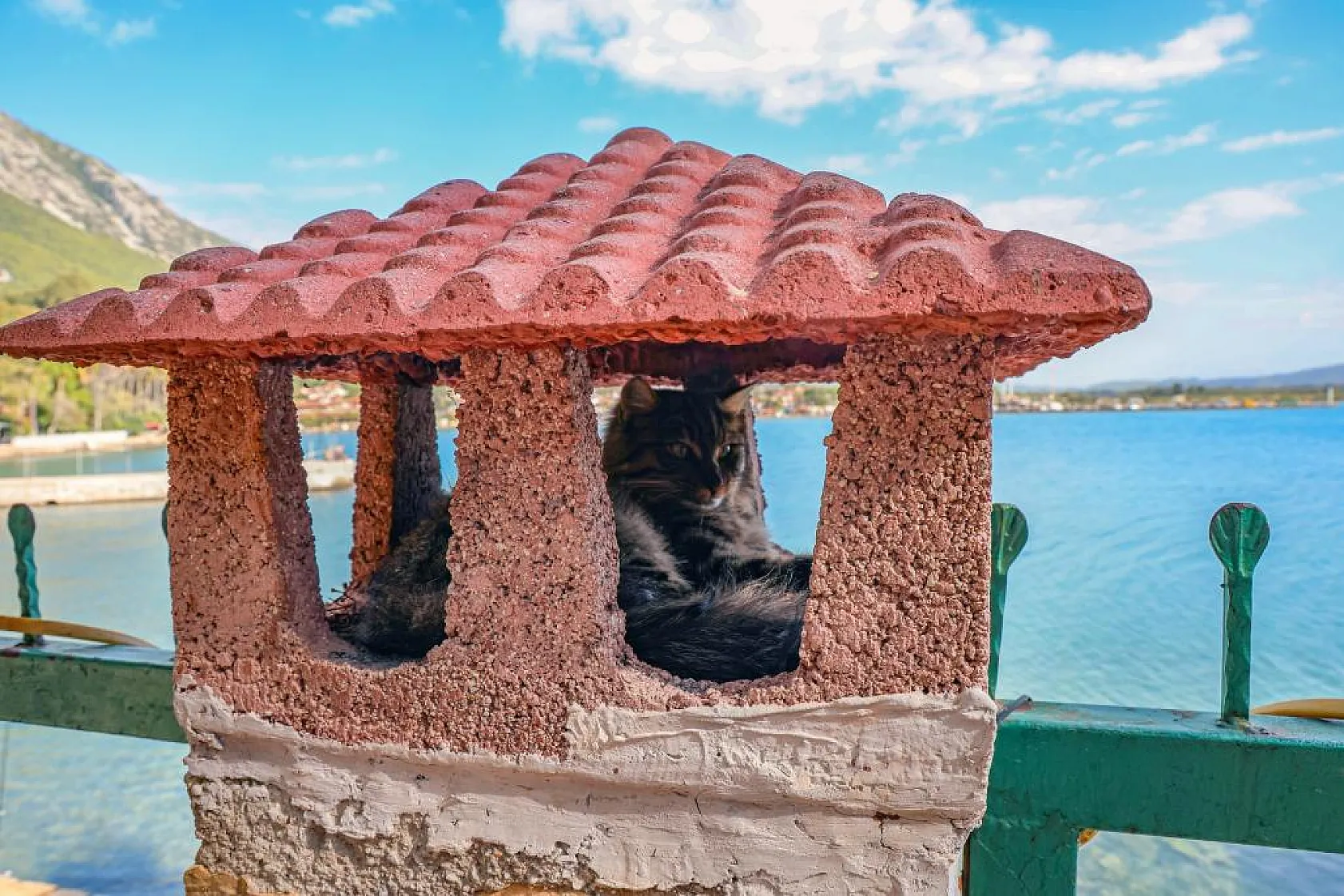 Şanslı hayvanlar