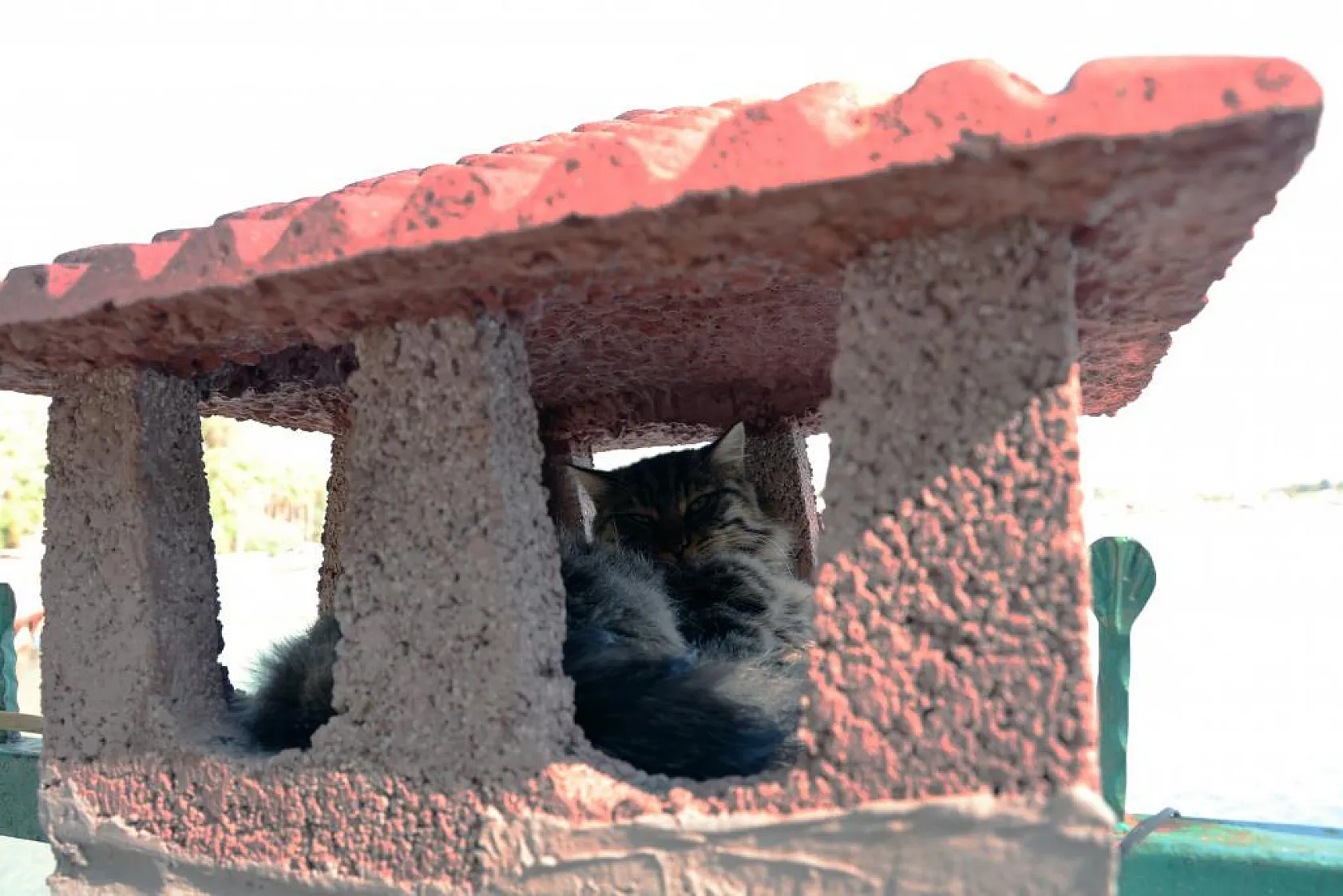 Şanslı hayvanlar