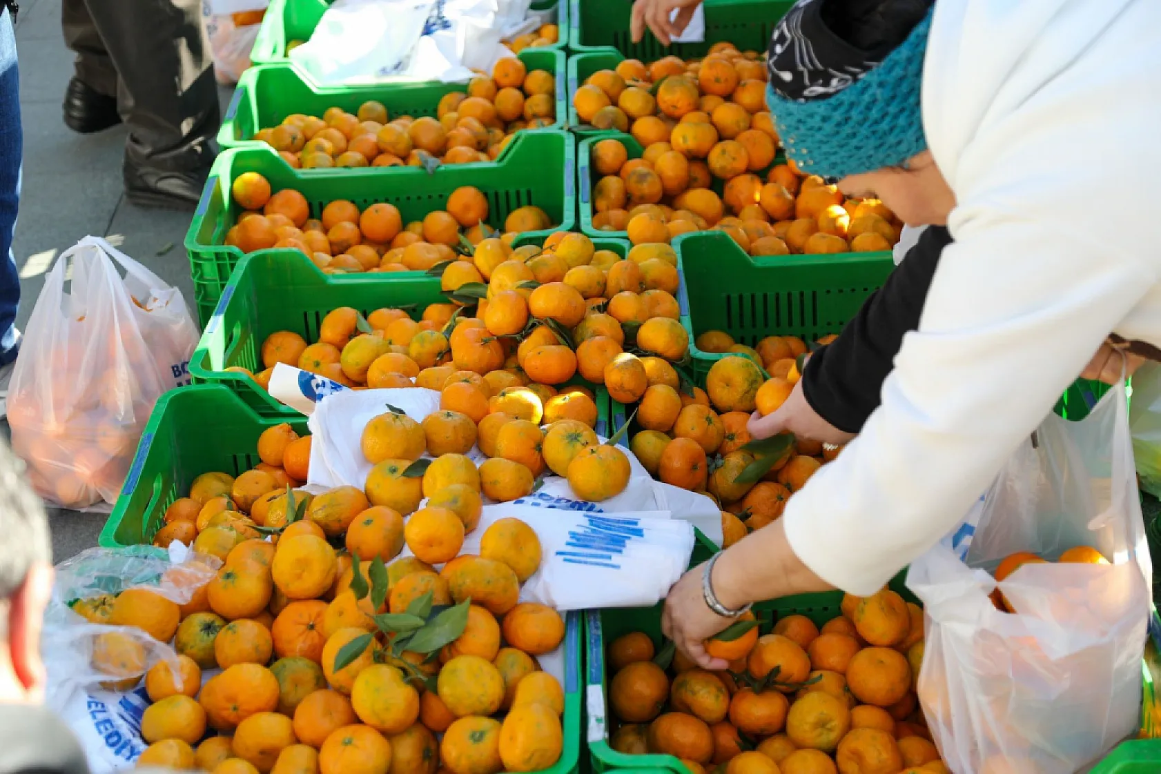 Bodrum'da 10 ton mandalina dağıtıldı