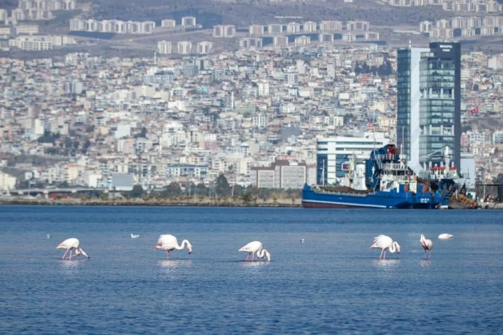Temizlik sonrası doğa canlandı, flamingolar ve pelikanlar geri döndü