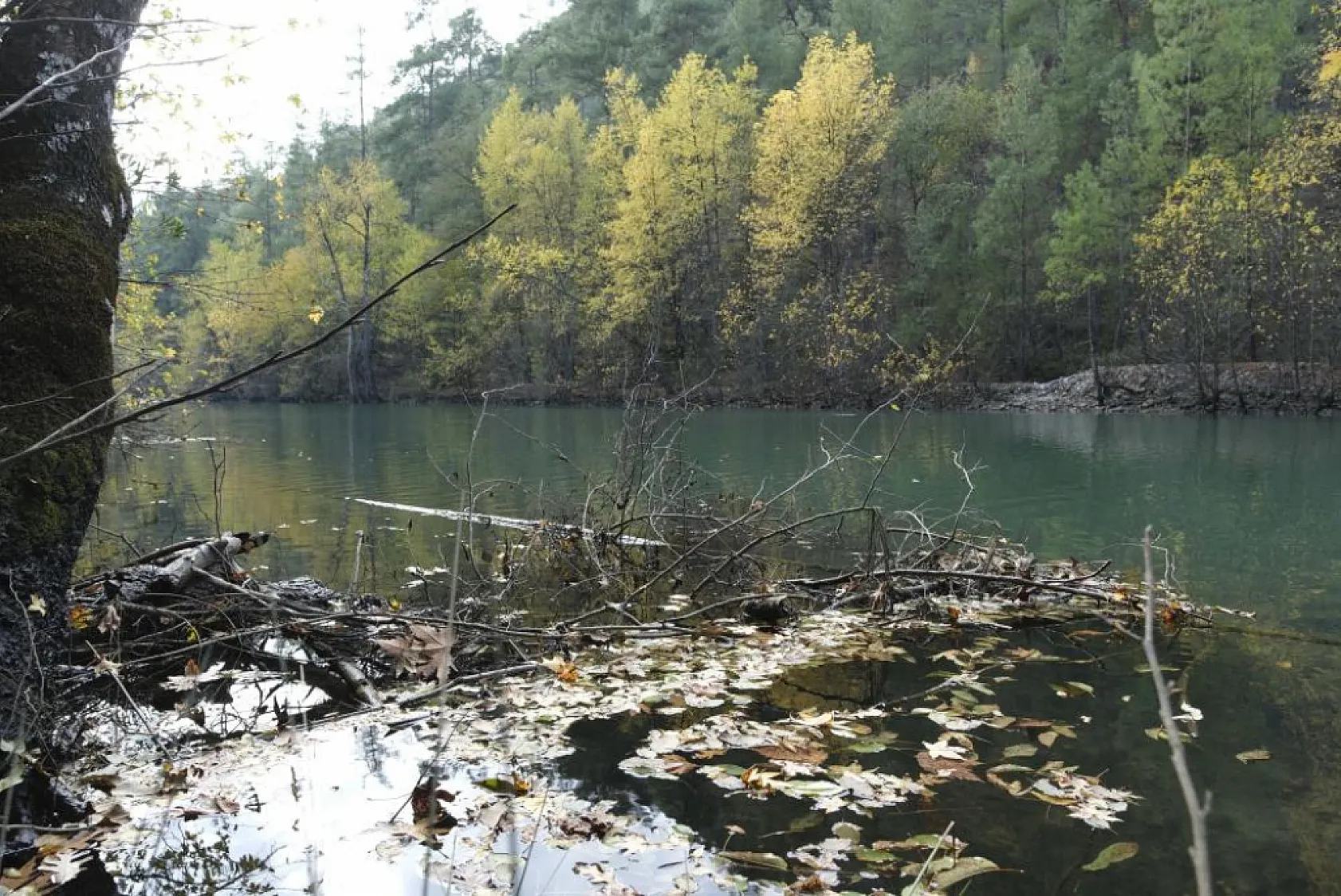 Dünyada ve Türkiye'de sadece Muğla ve Burdur'da bulunuyor, eşsiz güzelliği ile göz kamaştırıyor