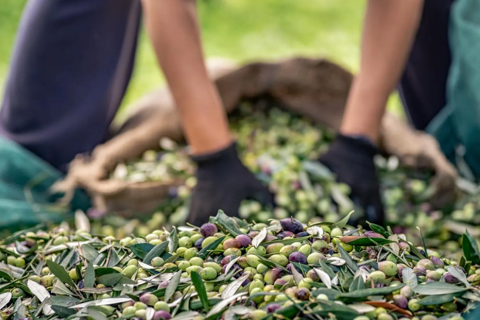 Zeytin ihracatında patlama! 7 ayda 162 milyon dolara ulaştı
