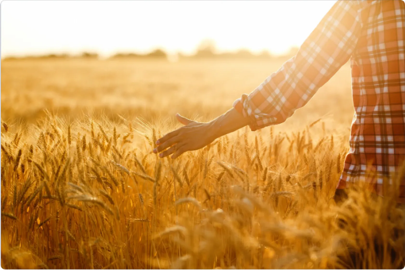 TZOB Başkanı Bayraktar: 'Buğdayın maliyeti geçen yıla göre yüzde 62 arttı'