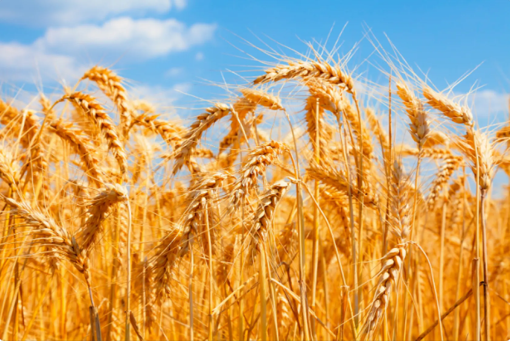 TZOB Başkanı Bayraktar: 'Buğdayın maliyeti geçen yıla göre yüzde 62 arttı'